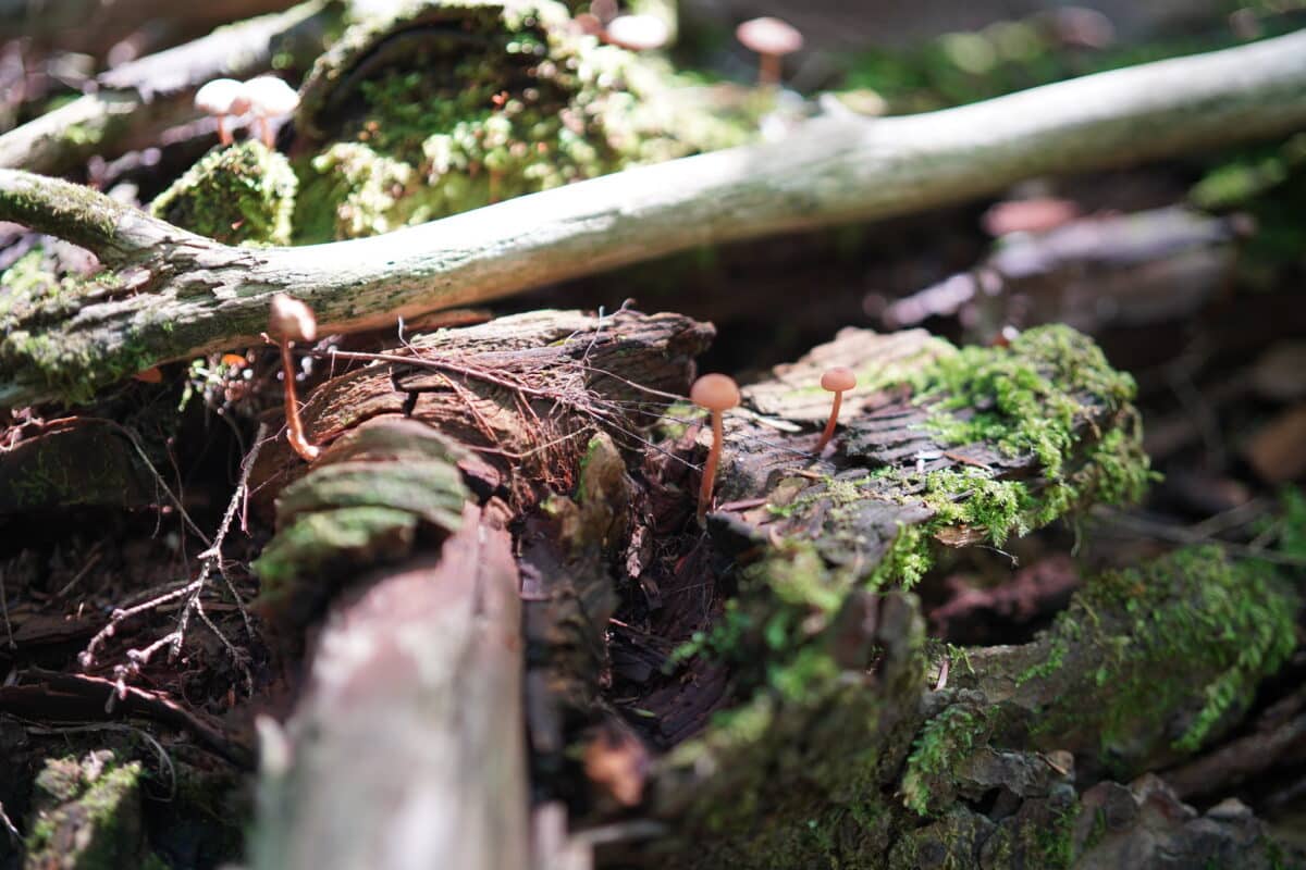 53852591830_eec0d57841_k