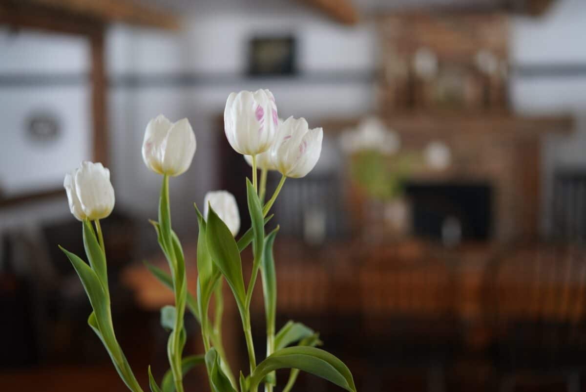 49429691821_3cbeeb2ca9_o