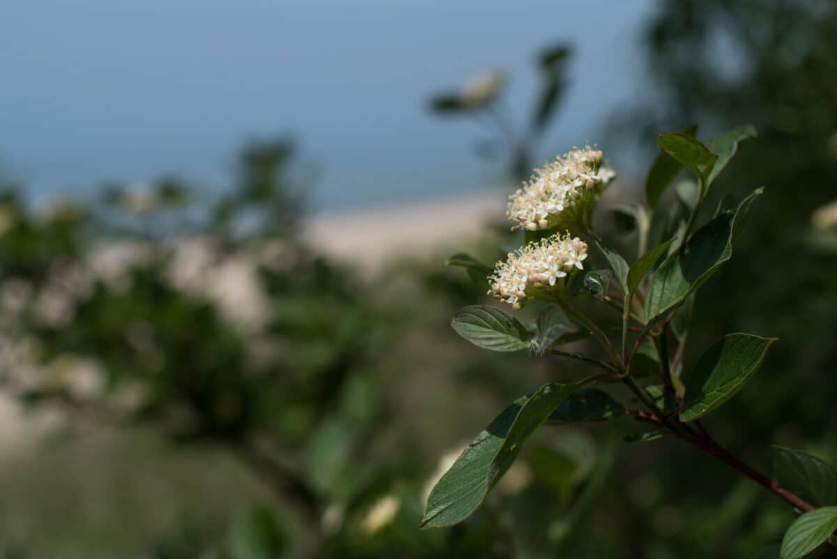 View More: http://christineandersonphotography.pass.us/south-haven-villagers-may-2016